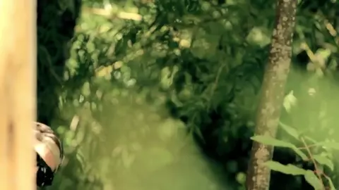 Carolina Escobar Nude - Hidden in the Woods (2012)